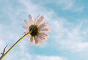 从用户角度聊聊红桃影视：从普通使用者角度的整体评价